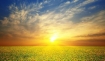 Sunrise over a field with yellow flowers