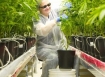 cannabis seedlings