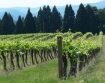 Oregon vineyard