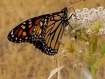 Western Monarch butterfly