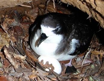 Hawaiian Petrel and egg by Kauai Endangered Seabird Recovery Project