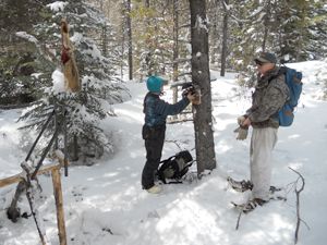 Researchers Dr. Audrey Magoun and Pat Valkenburg set up a typical wolverine camera site