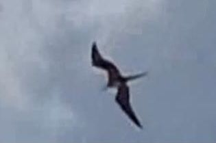 Amazing amateur daylight video of a ‘Ropen’ (Dimorphodon pterosaur) hunting for fish off a Papua New Guinea beach. 