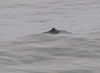 porpoises at Seaside, Oregon