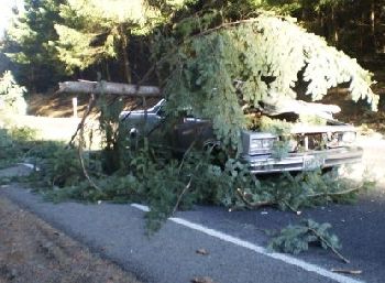 Fallen tree that killed an Oregon driver 12-26-09