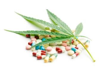 cannabis opioids