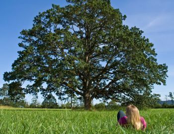 Oregon white oak