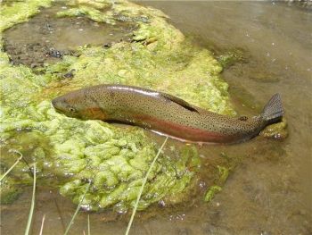 Fish in Aliso Creek