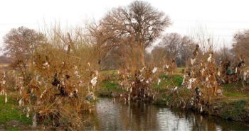 Olmos Creek San Antonio