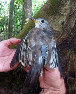 Yellow-billed Cotinga female. Photo: Karen Leavelle