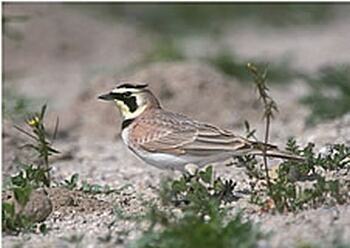 Streaked Horned Lark