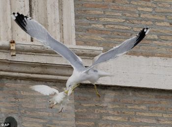 Bird attacking bird at Vatican