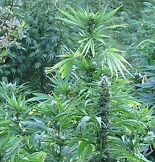 Marijuana plant