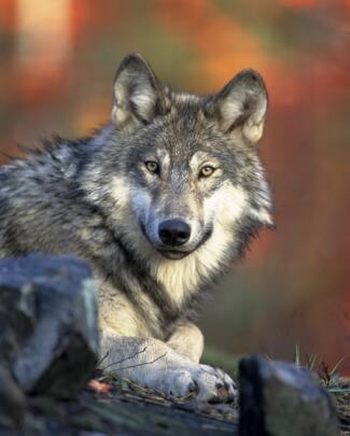 gray wolf photo