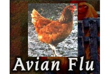 Avian flu