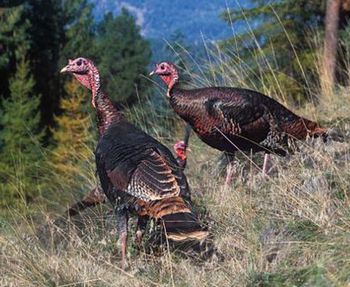 wild turkeys