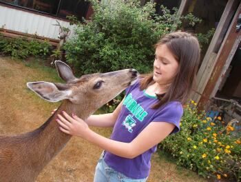 Oregon Deer 