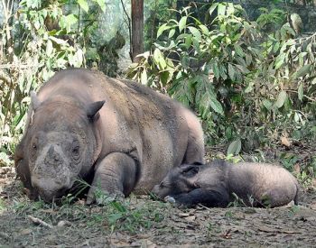 Rhino birth