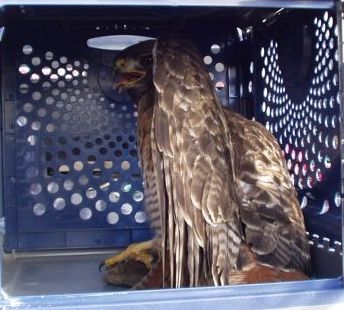 Injured hawk