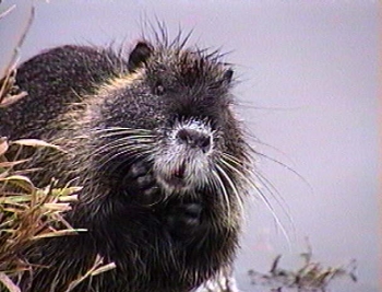 Nutria, a big overgrown hamster?