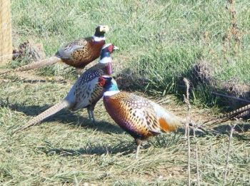 Liberated pheasants - ALF