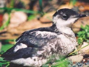 Marbled Murrelet