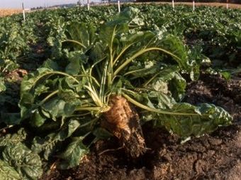 Sugar beet