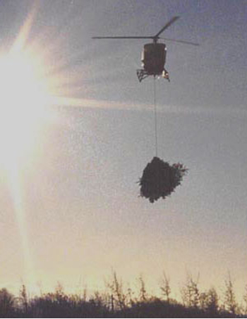 helicopter lifting Christmas tree