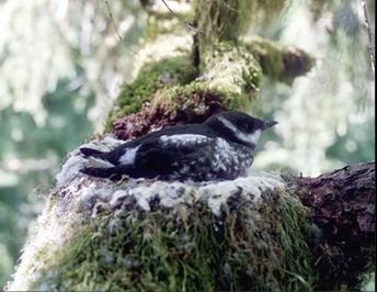 Marbled Murrelet nesting on old-growth tree branch