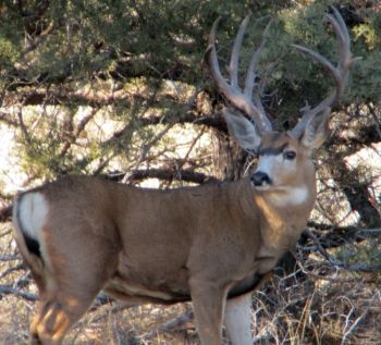 mule deer