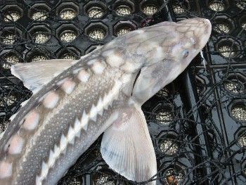 White Sturgeon photo: Laura Tesler ODFW