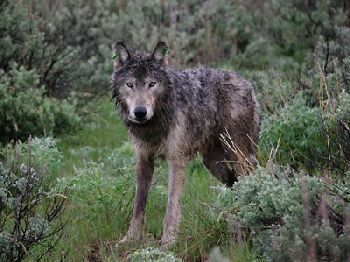 Photo of a wolf released by Oregon Fish and Wildlife