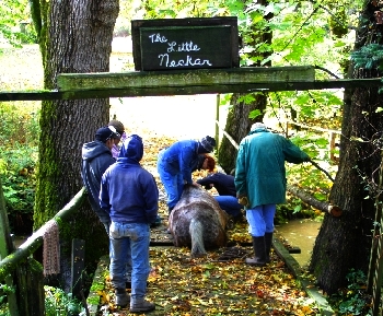 Photos of horse rescue Canby, Oregon 10-19-07