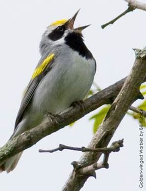 Golden-winged Warbler