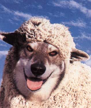 Wolf in sheep's clothing