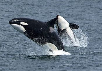 killer whales