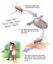 West Nile Virus