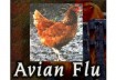 Avian flu