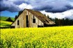 canola field