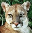 Cougar closeup