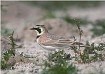 photo: Streaked Horned Lark